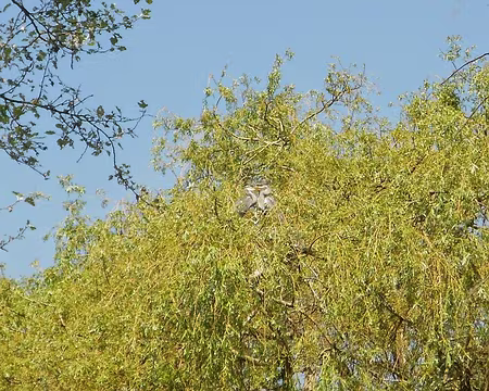 PXL011 Le saule aux hérons
