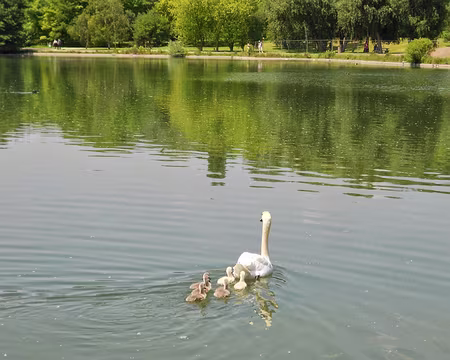 PXL012 Famille cygne en promenade sur le Grand Lac...