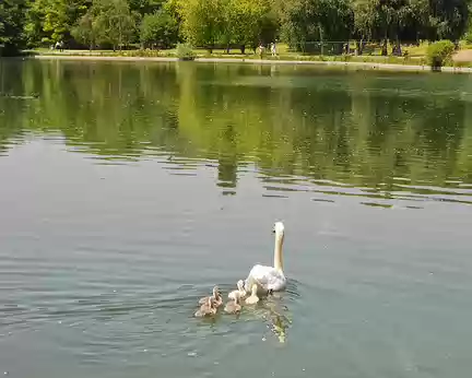 PXL012 Famille cygne en promenade sur le Grand Lac...