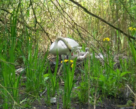 PXL013 ...puis revenue au nid.