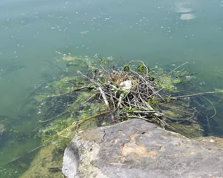 PXL014 Nid et oeuf de foulque