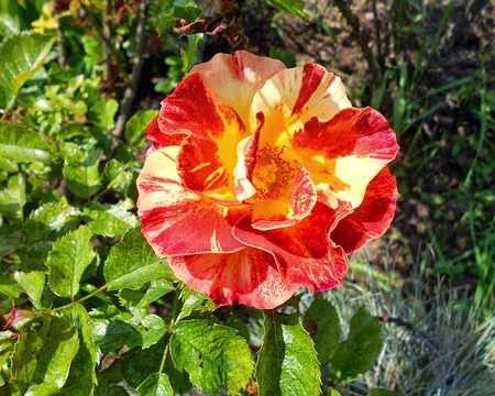 PXL022 Merci à Jean-Claude de nous avoir fait découvrir la richesse de ce parc.