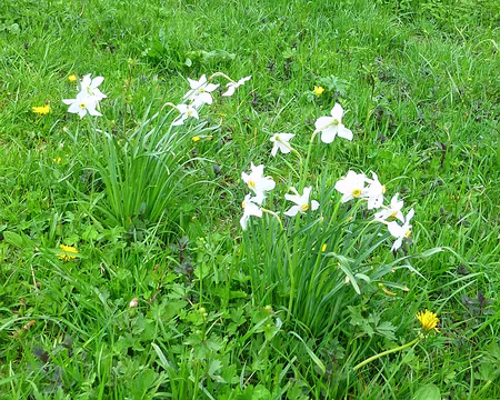 PXL011 Les prés verdoyants et fleuris de la descente 