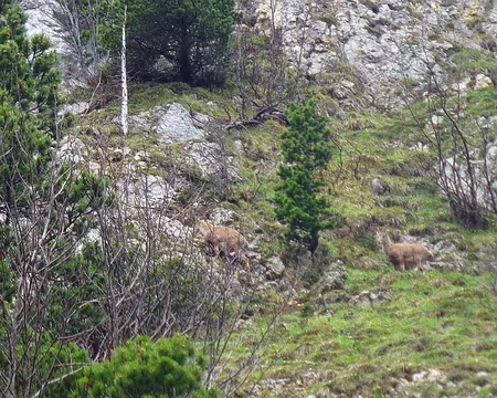 PXL014 Bouquetins et ... chute de pierres