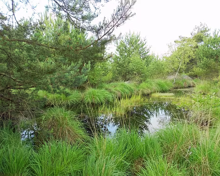 PXL004 Mare aux sangliers