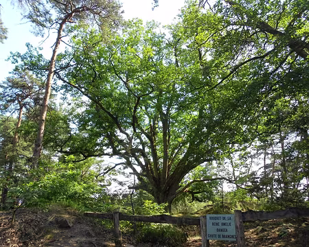 PXL021 Bouquet de la Reine Amélie