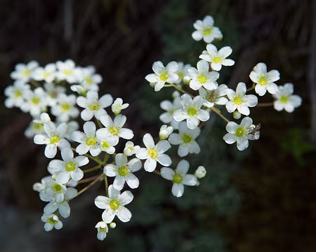 FM9A0060 Saxifrage paniculée (Saxifraga paniculata Mill., 1768)