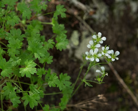 FM9A0071 Saxifrage aquatique (Saxifraga aquatica Lapeyr., 1801)