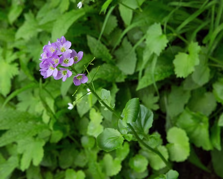 FM9A0092 Cardamine à larges feuilles (Cardamine raphanifolia Pourr.)