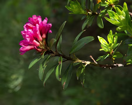 FM9A0094 Rhododendron ferrugineux (Rhododendron ferrugineum L., 1753)