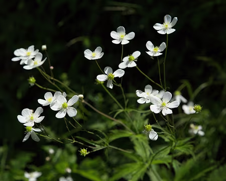 FM9A0096 Renoncule à feuilles d'Aconit (Ranunculus aconitifolius L., 1753)