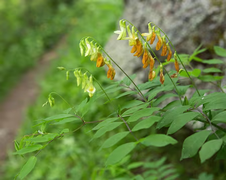 FM9A0100 Gesse jaune (Lathyrus ochraceus subsp. occidentalis (Fisch. & C.A.Mey.) Bässler, 1977)