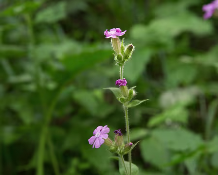 FM9A0101 Silène dioïque (Silene dioica (L.) Clairv., 1811)