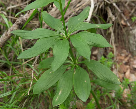 FM9A0114 Lis martagon (Lilium martagon L., 1753)
