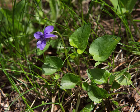 FM9A0137 Violette des Pyrénées (Viola pyrenaica Ramond ex DC., 1805)