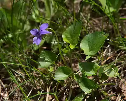 FM9A0137 Violette des Pyrénées (Viola pyrenaica Ramond ex DC., 1805)