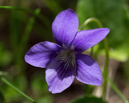FM9A0140 Violette des Pyrénées (Viola pyrenaica Ramond ex DC., 1805)
