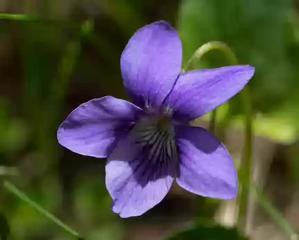 FM9A0140 Violette des Pyrénées (Viola pyrenaica Ramond ex DC., 1805)