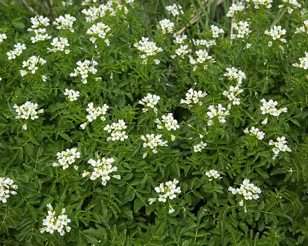 FM9A0142 Cardamine amère (Cardamine amara L., 1753)