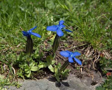 FM9A0174 Gentiane printanière (Gentiana verna L., 1753)