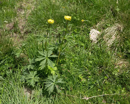FM9A0180 Trolle d'Europe (Trollius europaeus L., 1753)