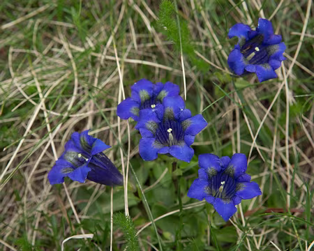 FM9A0205 Gentiane acaule (Gentiana acaulis L., 1753)