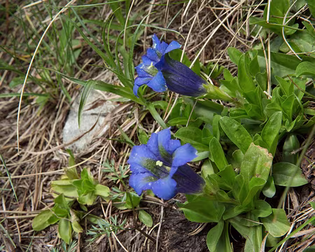 FM9A0208 Gentiane acaule (Gentiana acaulis L., 1753)