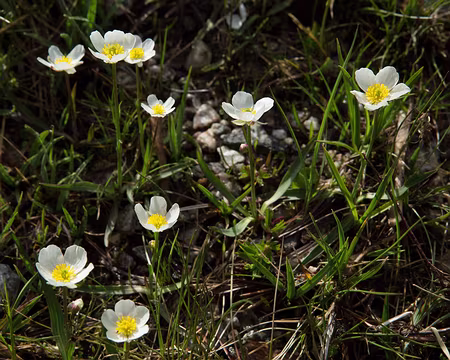 FM9A0287 Renoncule des Pyrénées (Ranunculus pyrenaeus L., 1771)
