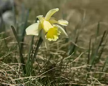 FM9A0442 Jonquille (Narcissus pseudonarcissus L. subsp. pseudonarcissus)