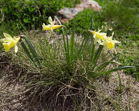 FM9A0468 Jonquille (Narcissus pseudonarcissus L. subsp. pseudonarcissus)