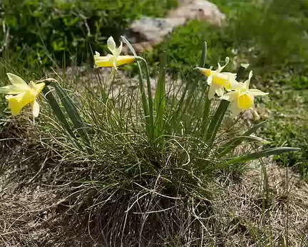 FM9A0468 Jonquille (Narcissus pseudonarcissus L. subsp. pseudonarcissus)