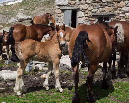FM9A0478 Chevaux à la cabane de Rouzet