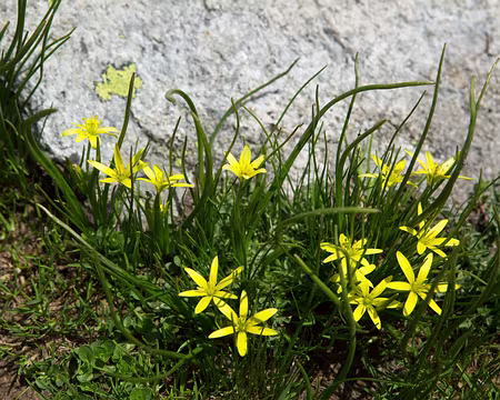 FM9A0479 Gagée de Liotard (Gagea fragifera (Vill.) E.Bayer & G.López)