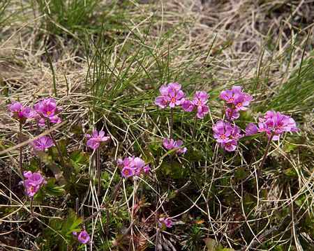 FM9A0505 Androsace carnée (Androsace carnea L., 1753)