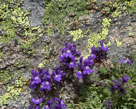 FM9A0508 Linaire des Alpes (Linaria alpina (L.) Mill., 1768)