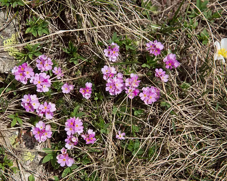 FM9A0550 Androsace carnée (Androsace carnea L., 1753)
