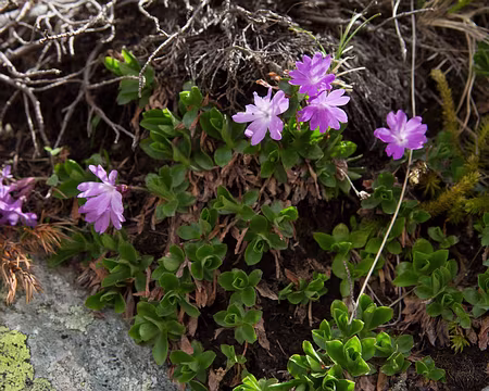 FM9A0568 Primevère à feuilles entières (Primula integrifolia L., 1753)