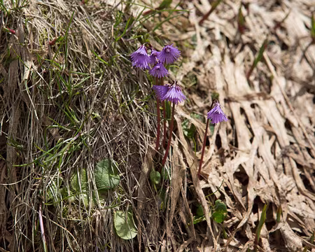 FM9A0571 Soldanelle des Alpes (Soldanella alpina L., 1753)