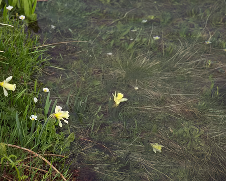 FM9A0728 Des jonquilles aquatiques ! Il y a vraiment un problème avec la hauteur de l’eau