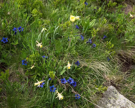 FM9A0731 Anémones, jonquillles et gentianes acaules