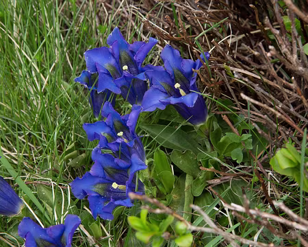 FM9A0921 Gentiane acaule (Gentiana acaulis L., 1753)