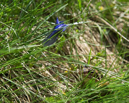 FM9A0930 La grenouille « star » ici à l’affut près d’une gentiane acaule (La grenouille « star », contrairement aux autres, accepte patiemment de poser pour les photos)