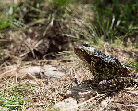 FM9A0937 La grenouille « star » dans un de ses meilleurs profils