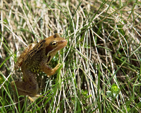 FM9A0944 En fait elles étaient deux. Voici l’autre « star » !