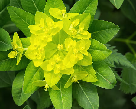 FM9A0973 Euphorbe d'Irlande (Euphorbia hyberna L.)