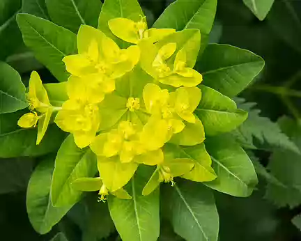 FM9A0973 Euphorbe d'Irlande (Euphorbia hyberna L.)
