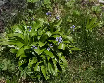 FM9A0976 Jacinthe des Pyrénées (Tractema lilio-hyacinthus (L.) Speta)