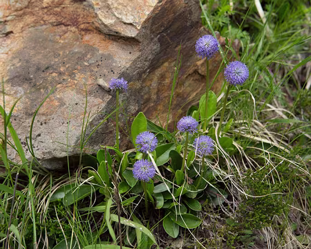 FM9A0992 Globulaire à tiges nues (Globularia nudicaulis L., 1753)