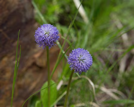 FM9A0994 Globulaire à tiges nues (Globularia nudicaulis L., 1753)
