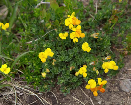 FM9A0997 Lotier des Alpes (Lotus corniculatus subsp. alpinus (DC.) Rothm.)